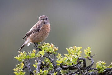 Female stonechat perched on top of a branch with leaves. Bird looking forward. Clear depth of field background. Bird in the Brecon Beacons National Park, Wales