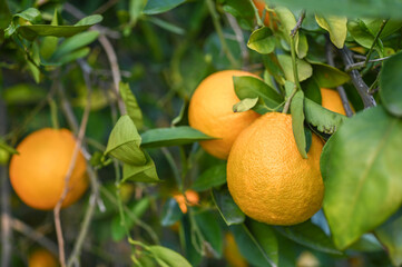 delicious juicy oranges on a tree in the garden in winter on the Mediterranean 14