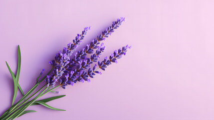 Lavender flower isolated on purple background