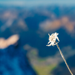 Leontopodium alpinum, Edelweiss, at Mount Zugspitze, Top of Germany, Garmisch-Partenkirchen,...