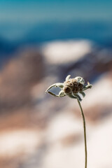 Leontopodium alpinum, Edelweiss, at Mount Zugspitze, Top of Germany, Garmisch-Partenkirchen, Bavaria, Germany