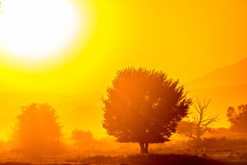 Scenery golden sunset in the countryside of Northern Greece near lake Kerkini, a national reserve park. Not fog but dust by running water buffaloes