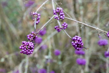 Obraz premium purple berries of callicarapa americana beautyberry
