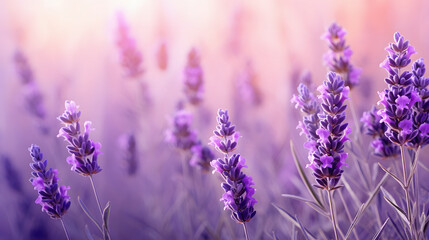 lavender flowers on a blurry background