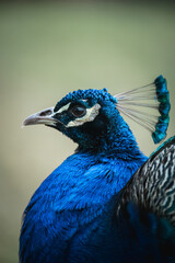 Fototapeta premium close up of peacock
