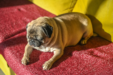 old pug lying on the sofa 2