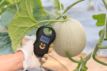 Use portable Digial scale for fresh melon  weigh in farm 