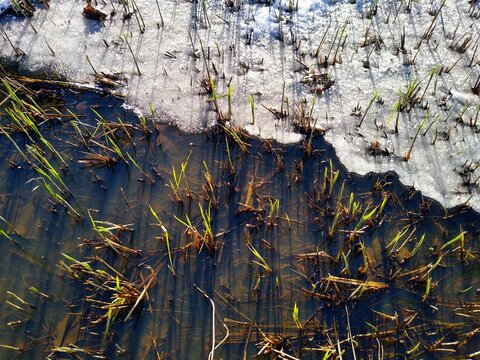 Top view of grass growing in shallow water partly covered by ice, on a sunny day. Spring concept. 