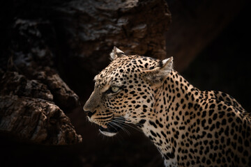 Close up of leopard (Panthera pardus), Kenya