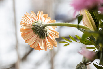 Close up image of orange gerbera flowers. Gerbera daisies, beautiful orange gerbera flower. Detail...