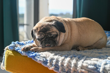 old pug lying on the sofa 3