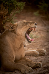 Portrait of a yawning lioness (panthera leo), Kenya