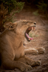 Portrait of a yawning lioness