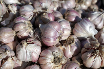 Background or texture from heads of spring garlic. Bright bulbs of garlic are on display at the local market.          