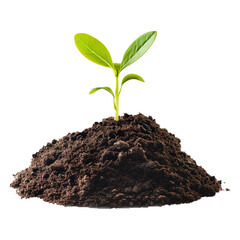 sprout in a pile of soil