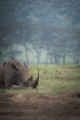 white rhino at lake nakuru, Kenya