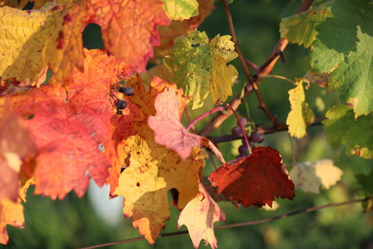 Podzim, vinný lis, detail, struktura, hroznové víno