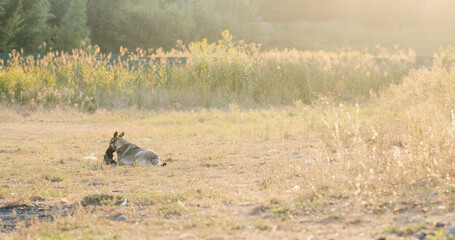 Homeless gray dog lie near sneaker in nature. Pet chews shoes, bites an old sneaker thrown into...
