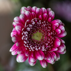 Selective focus on a red flower Zinnia with blur background. Pink Gerbera in the garden. Blooming...