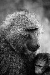 black and white portrait of an olive baboon baboon