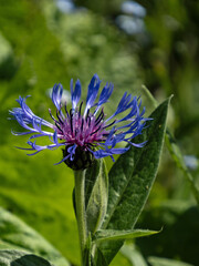 Nahaufnahme des blauen Blütenstandes einer Berg-Flockenblume, Cyanus montanus
- 718099840