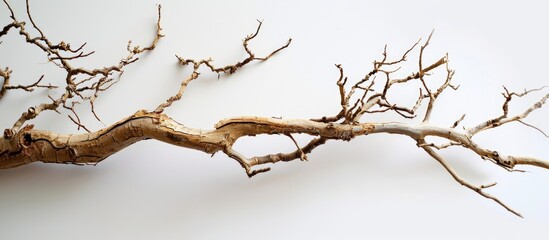 In the middle of a white background, a dry branch stands alone, its splintered texture telling stories of the passing seasons and forgotten moments.