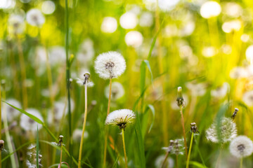 A white dandelion on a meadow among the grass in the sunlight