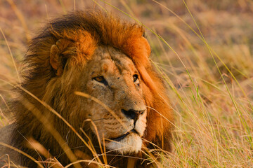 Lions, Maasai Mara Kenya, East Africa
