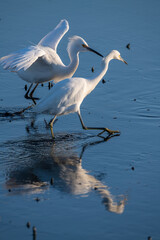 Snowy Egrets, Forsythe National Wildlife Refuge, Galloway NJ USA