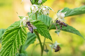Raspberry branches with flowers and a bee collecting nectar from flowers