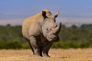 White Rhino, Porini Rhino camp, Kenya, East Africa