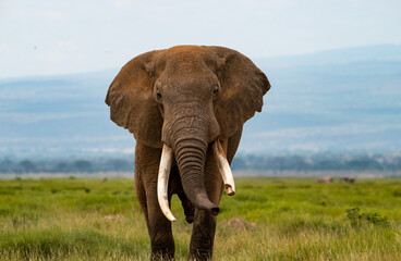 Fototapeta na wymiar African Elephant, Proboscides Elephantidae, only two species, Asia andAfrica, largest land animal,African Elephants, Amboseli National Park Kenya , East Africa