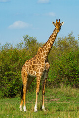 Naklejka na ściany i meble Maasai Giraffes, Maasai Mara, Kenya,East Africa,