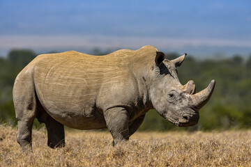 White Rhino. square lipped Rhinoceros, Ceratotherium simum in Porini Rhino camp,  © andromeda108