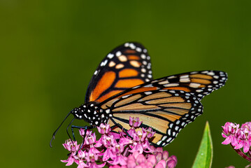 Monarch Butterfly on Joe-Pye weed 