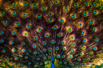 Obraz premium Close up Peacock feathers, Ranthambore, National Park, India