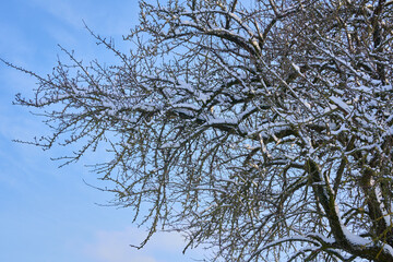 Tree branches covered with snow.