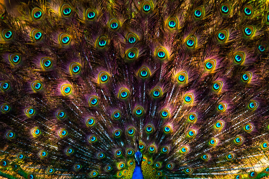 Close up Peacock feathers, Ranthambore, National Park,  India