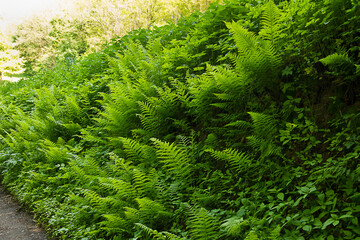 A natural background of a green fern in close-up. Leaves of a fern in the forest