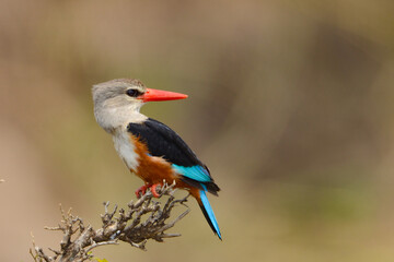 Gray-Headed Kingfisher, Gray- Hooded Kingfisher, Halcyon leucoephala, Maasai Mara Kenya East Africa