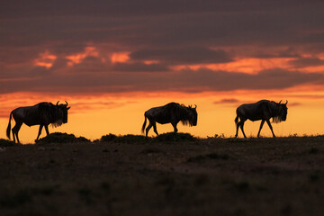 Eastern White bearded Wildebeests on ridge Sunrise Maasai Mara Kenya East Africa 