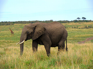 African Elephant and Giraffe, Maasai Mara, Kenya, East Africa 