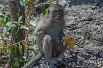 japanese macaque sitting on the ground