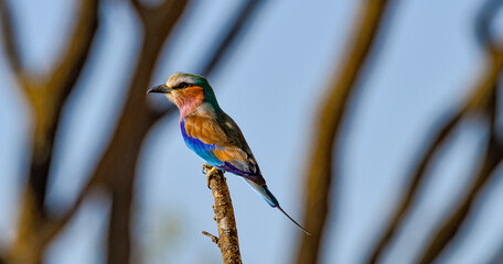 Lilac Breasted Roller, Coracias cordata, widespread  Kenya, Tanzania, Tsavo parks, colorful, bald white forehead, call loud and raucous, 