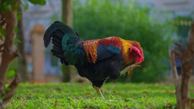 A beautiful rooster walks free in the park. Free animals concept