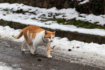 cat on the snow