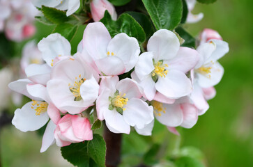 Fototapeta na wymiar Blooming apple tree close-up, can be used as a greeting card or floral background.