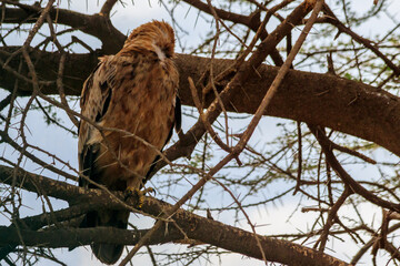 Tawny eagle (Aquila rapax) on a tree in Serengeti national park, Tanzania