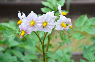 Close-up of potato flowers. The image can be used to describe the plant botanically.