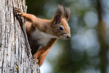 red squirrel peeks out its head from behind a tree in autumn - 718106044